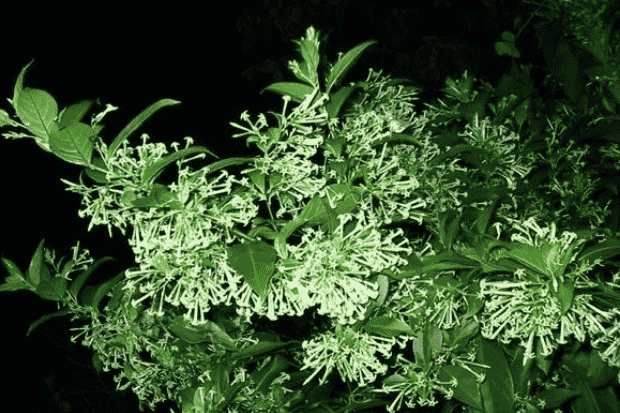 Ciri Fisik yang Menarik