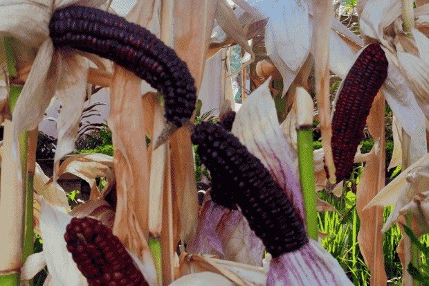 Fakta Unik dan Potensi Masa Depan