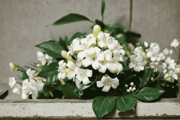 Fakta Unik yang Jarang Orang Tahu