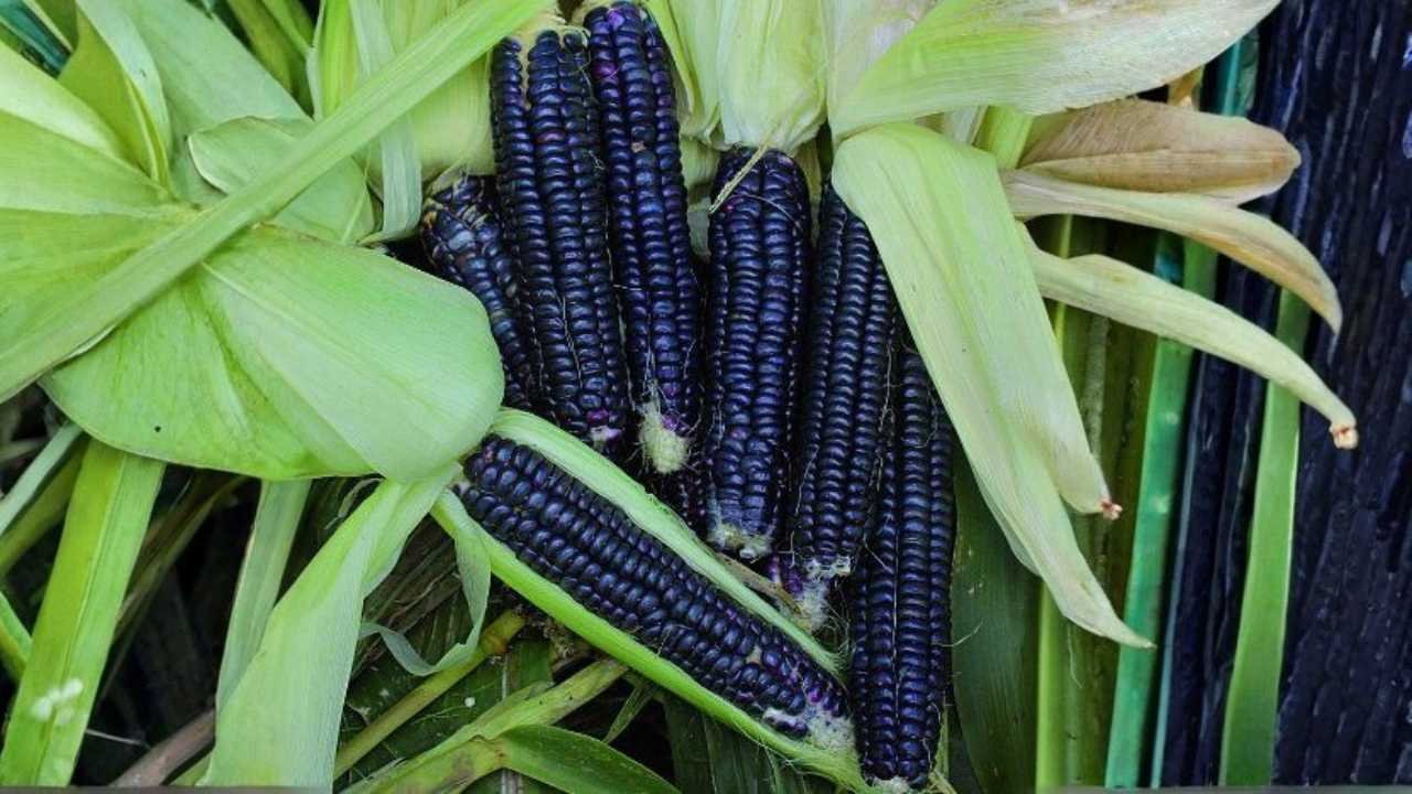 Jagung Hitam Unik Nusantara