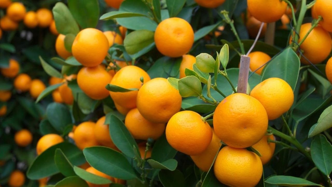 Jeruk Manis Buah Segar yang Selalu Dekat dengan Kehidupan