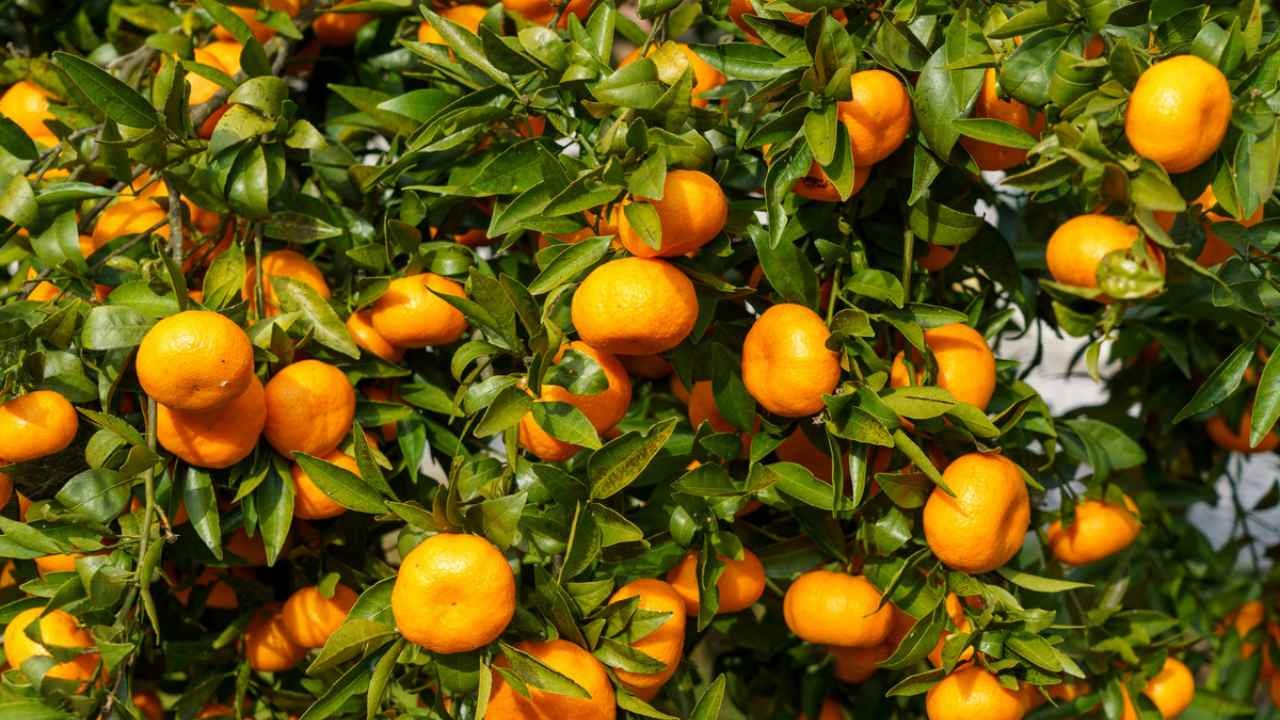 Jeruk Santang Buah Tropis Manis yang Dekat dengan Kehidupan