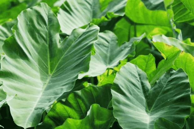 Kandungan Gizi Alami