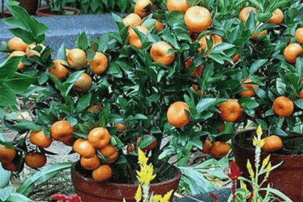 Karakter Tanaman Jeruk Santang