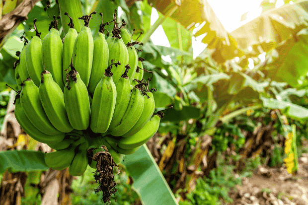 Mengenal Pohon Pisang