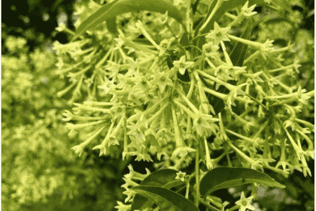 Nilai Budaya dan Tradisi