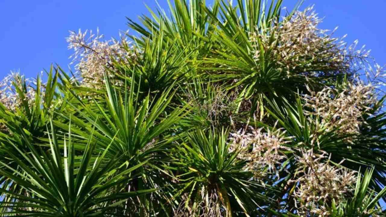 Pandan Bali Tanaman Wangi dengan Nilai Budaya yang Terjaga