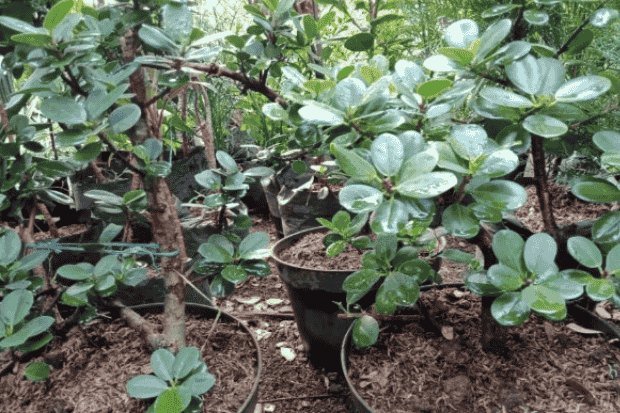 Panduan Perawatan Harian