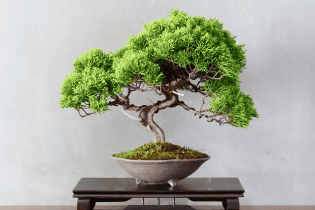 Peran dalam Estetika Ruangan