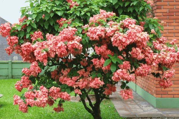 Peran dalam Keindahan Taman Rumah