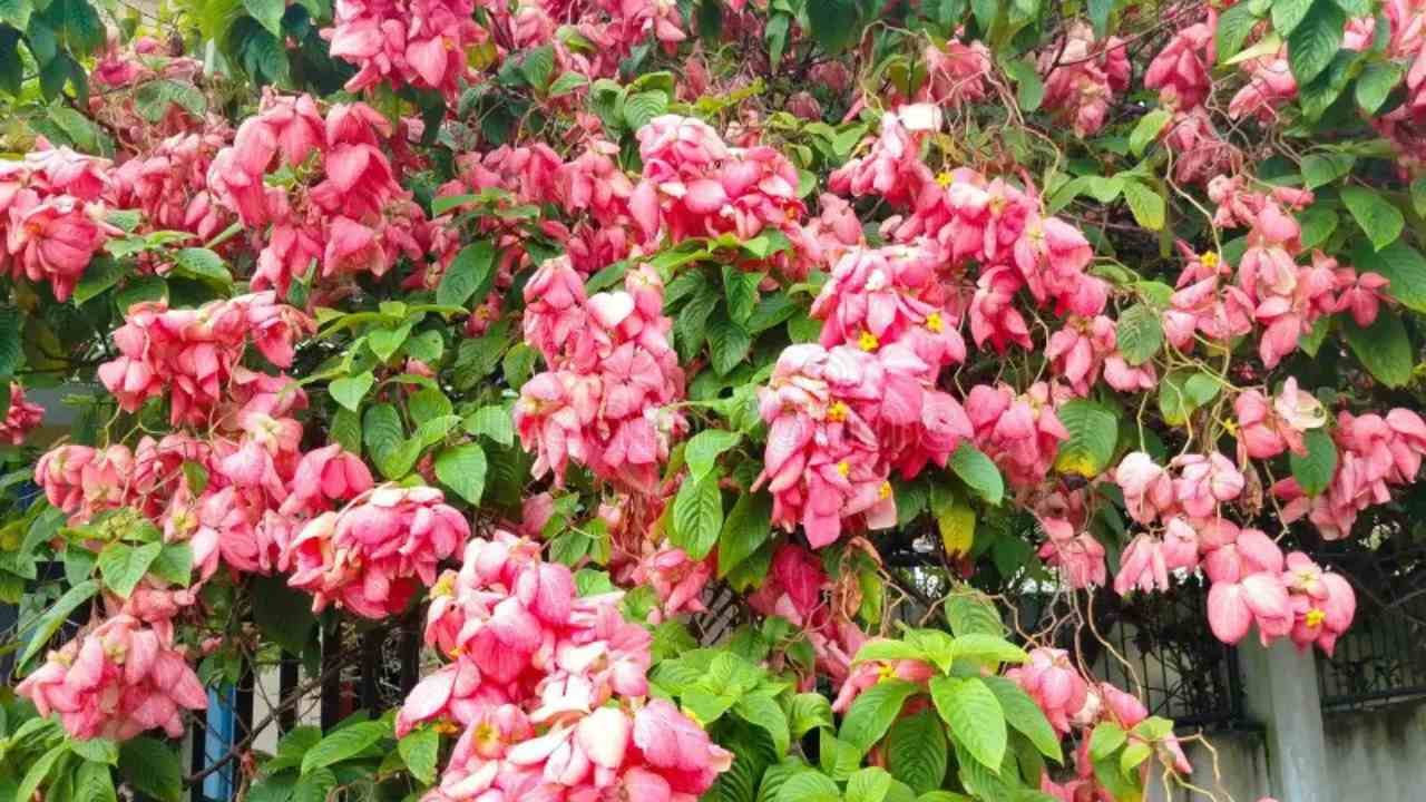 Pesona Alami Bunga Nusa Indah di Sekitar Kita