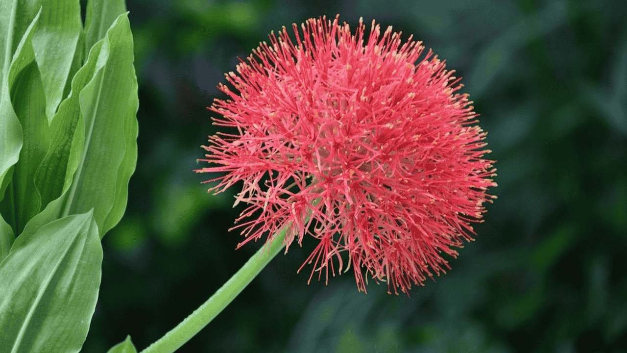 Pesona Bunga Desember yang Tetap Mekar di Tengah Musim Hujan