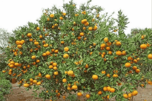 Proses Budidaya Jeruk Santang