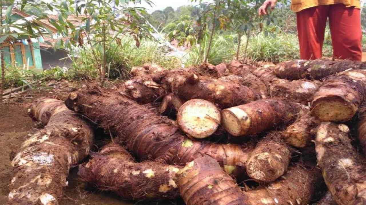Talas Beneng Tanaman Lokal Penuh Potensi