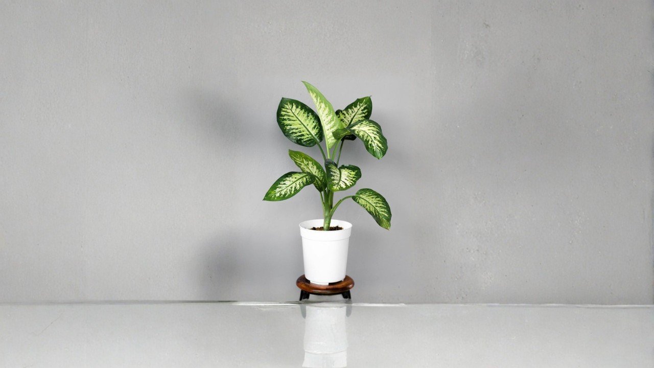 Tanaman Sri Rejeki Bikin Rumah Terasa Hidup