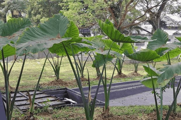 Teknik Budidaya Sederhana