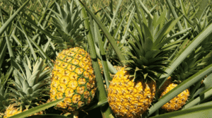 Tumbuhan Nanas dan Perannya dalam Kehidupan Sehari-hari