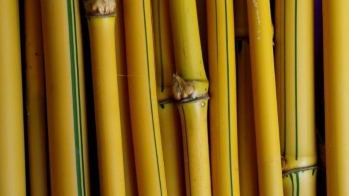 Bambu Kuning Tanaman Estetik yang Punya Banyak Kejutan
