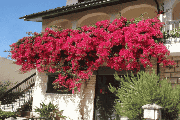 Bougenville dalam Lanskap Alam