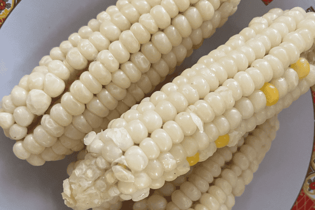 Budidaya Ramah Lingkungan dan Adaptif