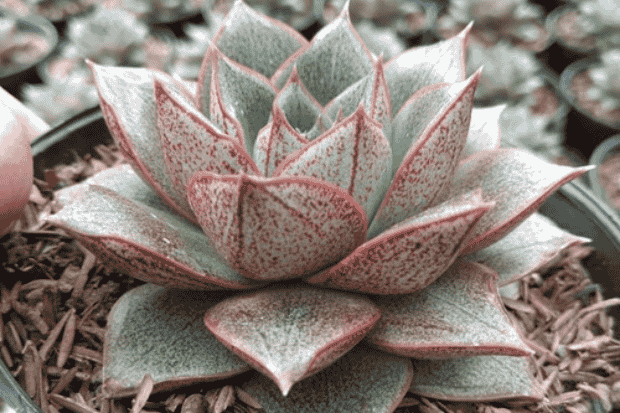 Cara Merawat dengan Benar