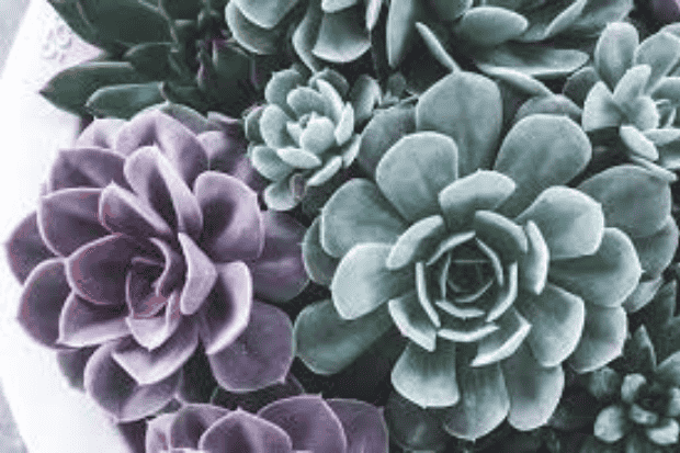 Fakta Unik yang Jarang Diketahui Sukulen