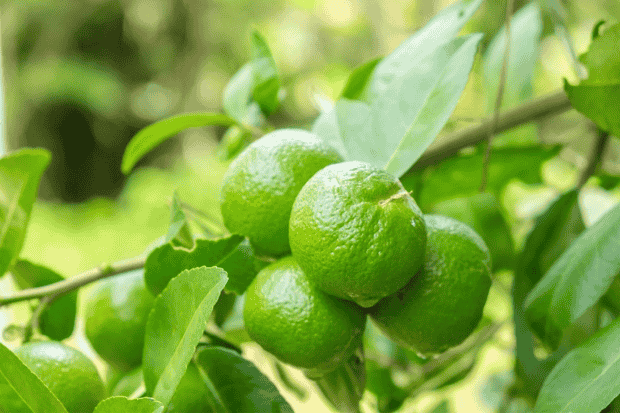 Fakta Unik yang Jarang Disadari