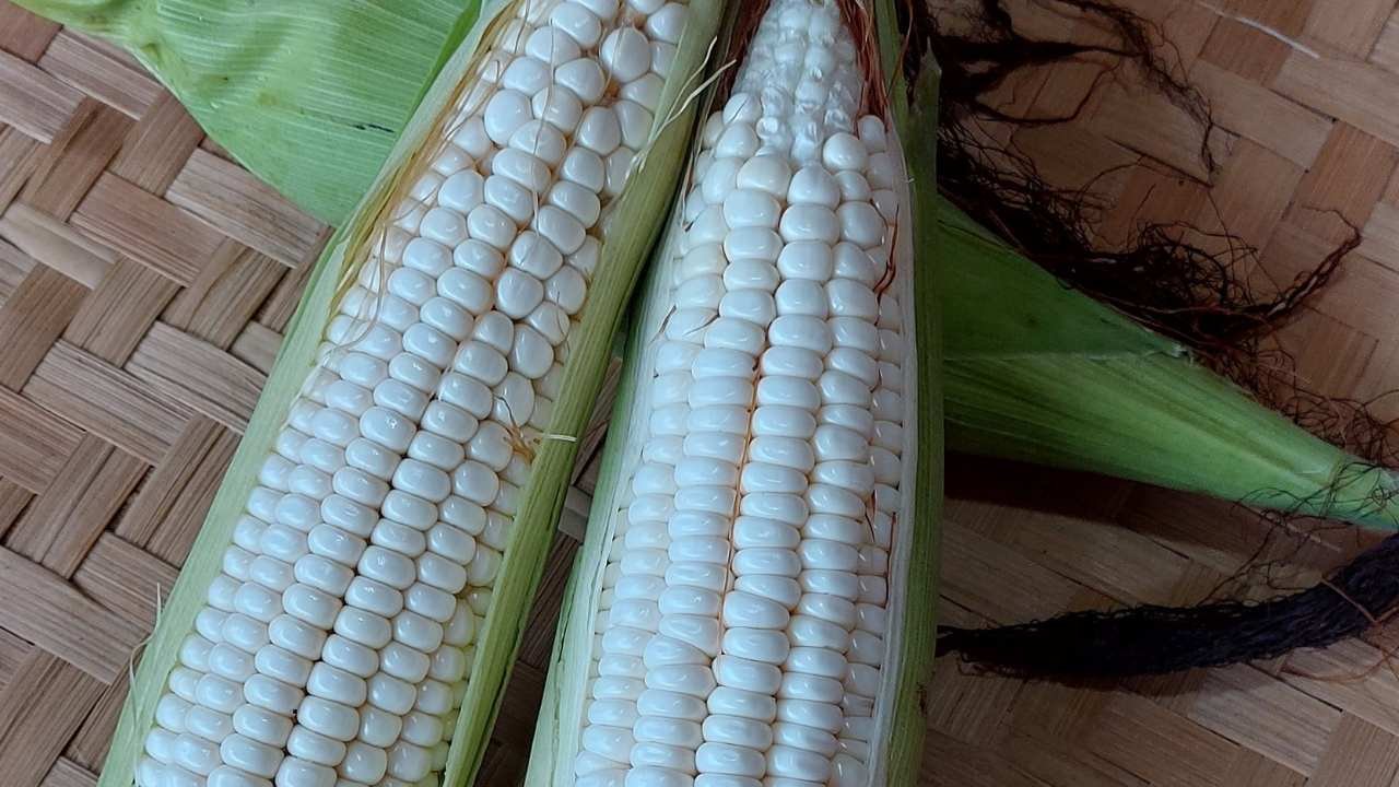 Jagung Pulut sebagai Tumbuhan Lokal yang Punya Nilai Strategis
