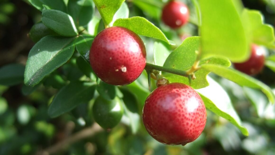 Jeruk Kingkit sebagai Tanaman Tropis dengan Aroma Khas