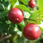 Jeruk Kingkit sebagai Tanaman Tropis dengan Aroma Khas