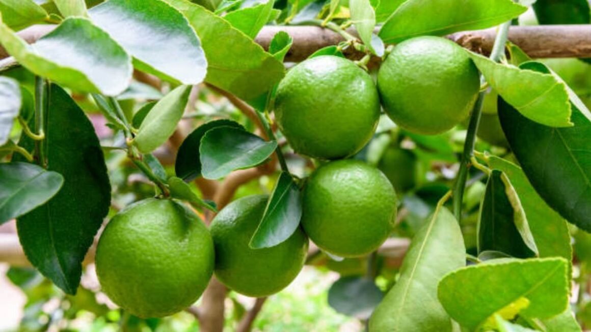 Jeruk Nipis dalam Kehidupan Sehari Hari