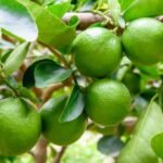 Jeruk Nipis dalam Kehidupan Sehari Hari