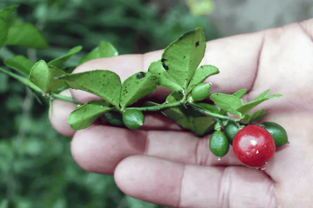 Kandungan Alami yang Menarik