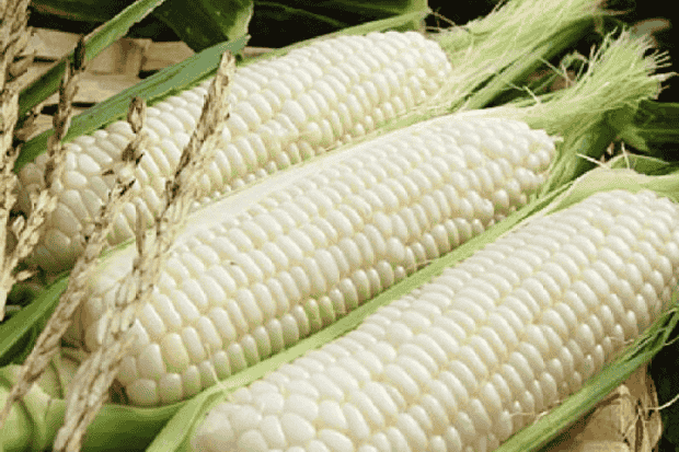 Kandungan dan Manfaat bagi Tubuh