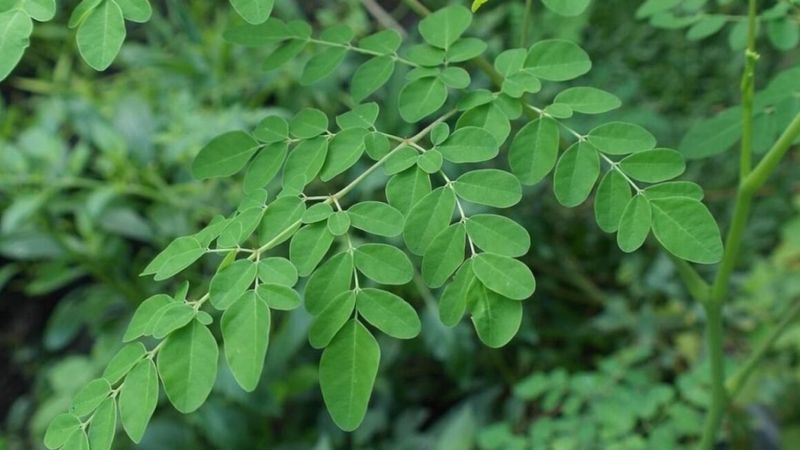 Kelor Tanaman Lokal yang Diam Diam Menyimpan Banyak Kejutan