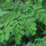 Kelor Tanaman Lokal yang Diam Diam Menyimpan Banyak Kejutan