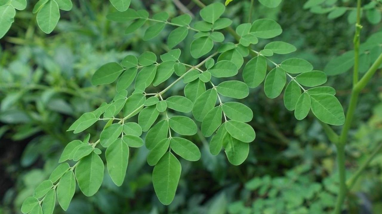 Kelor Tanaman Lokal yang Diam Diam Menyimpan Banyak Kejutan
