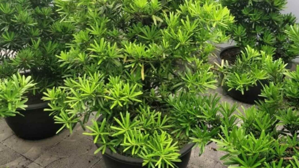 Lohansung Tanaman Unik yang Bikin Kamu Makin Penasaran