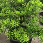 Lohansung Tanaman Unik yang Bikin Kamu Makin Penasaran