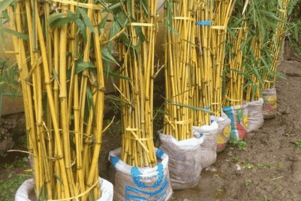 Manfaat Lebih dari Sekadar Hiasan