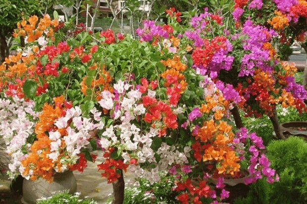 Perawatan yang Simpel