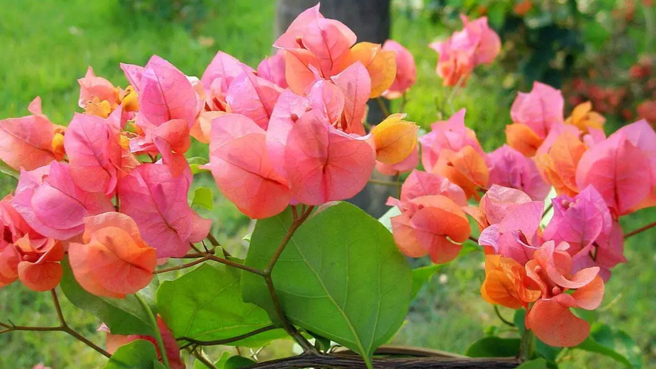 Pesona Bougenville yang Menarik Perhatian