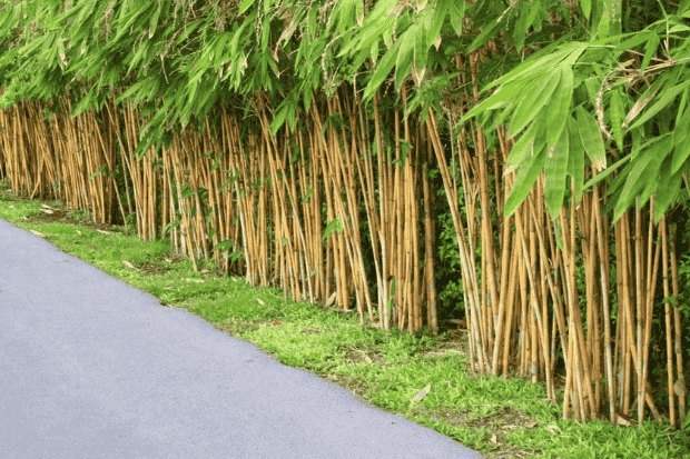 Potensi Pengembangan di Lingkungan Modern