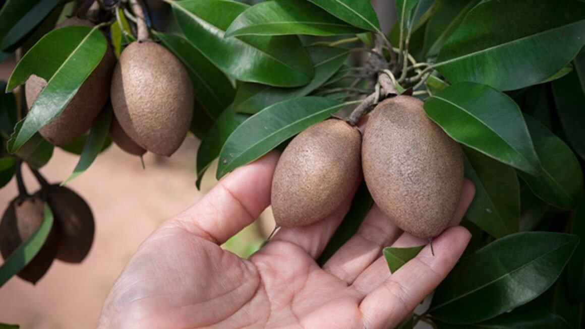 Sawo Manila Buah Manis yang Punya Cerita Panjang