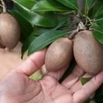 Sawo Manila Buah Manis yang Punya Cerita Panjang