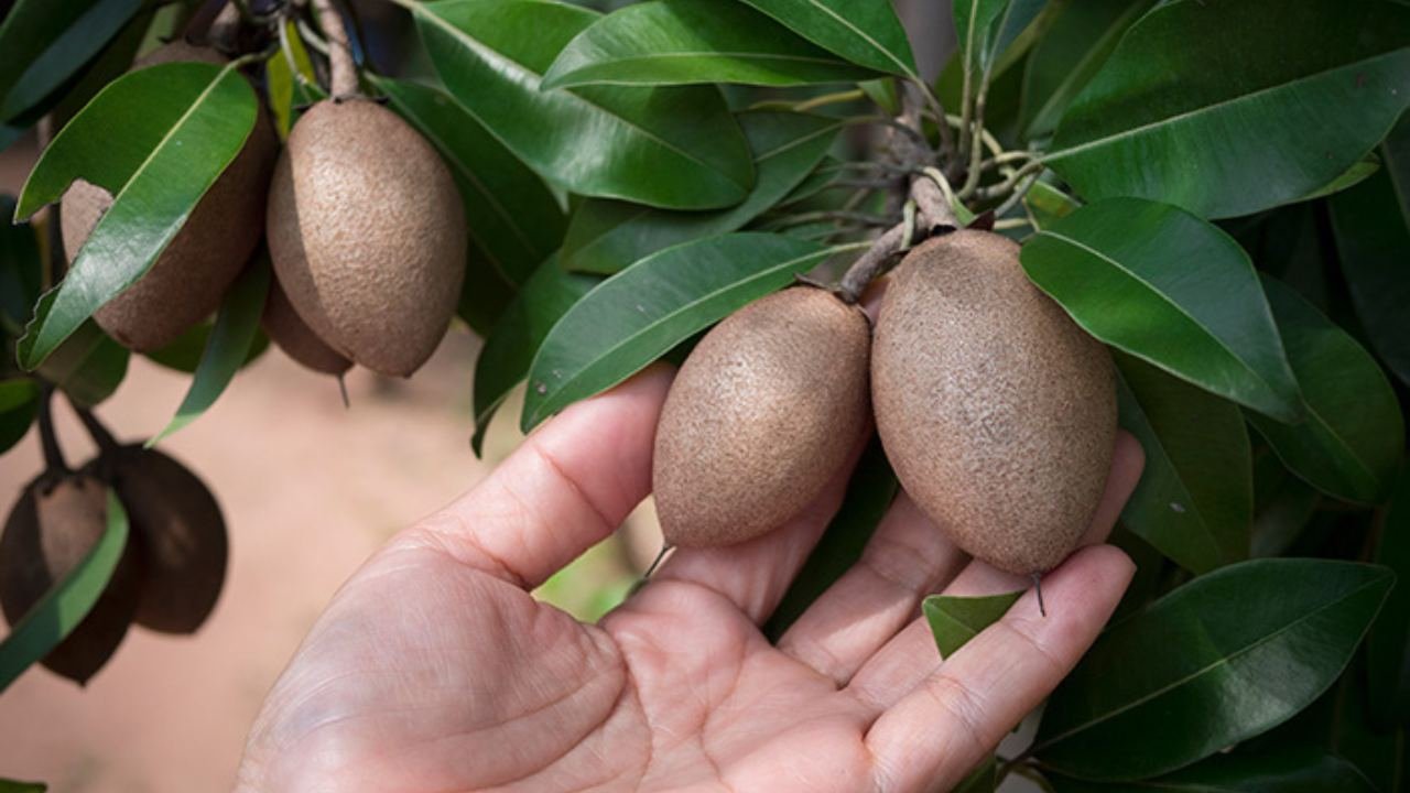 Sawo Manila Buah Manis yang Punya Cerita Panjang