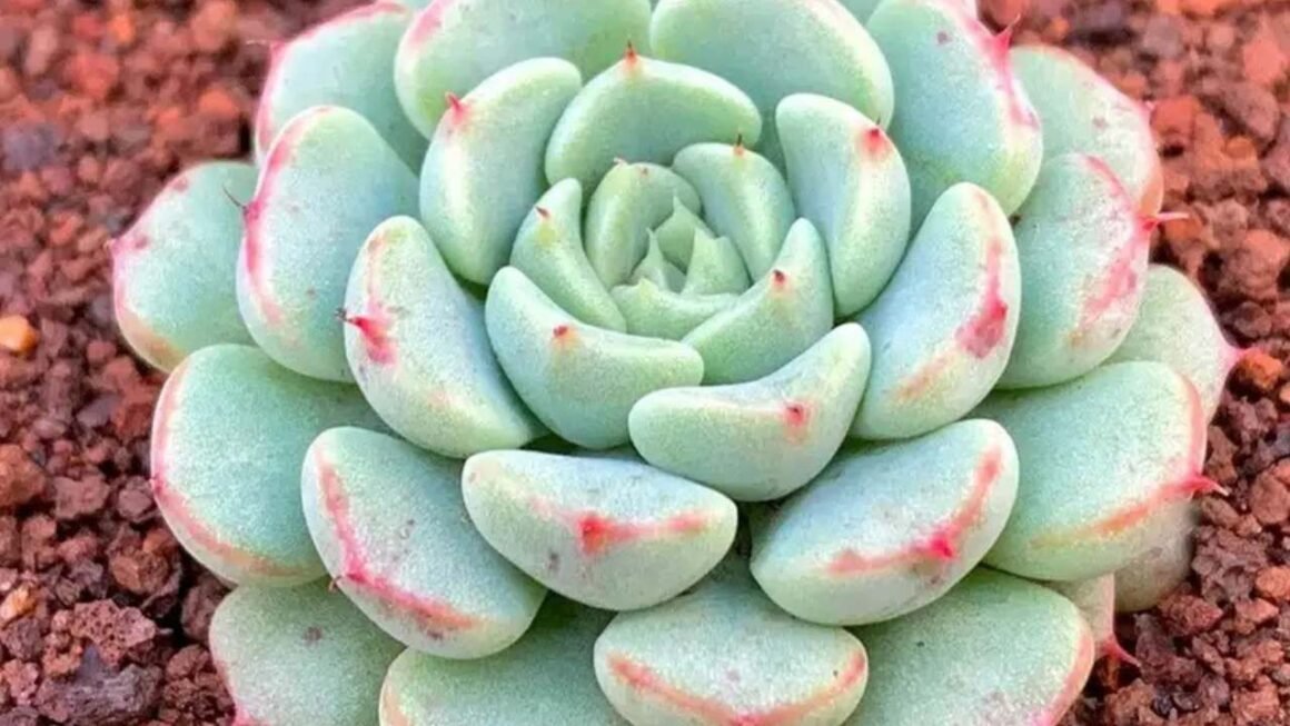 Sukulen Tanaman Unik yang Bikin Rumah Kamu Makin Hidup
