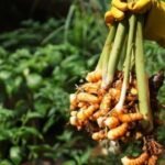 Temu Lawak Si Rimpang Ajaib yang Dekat dengan Kehidupan Kamu