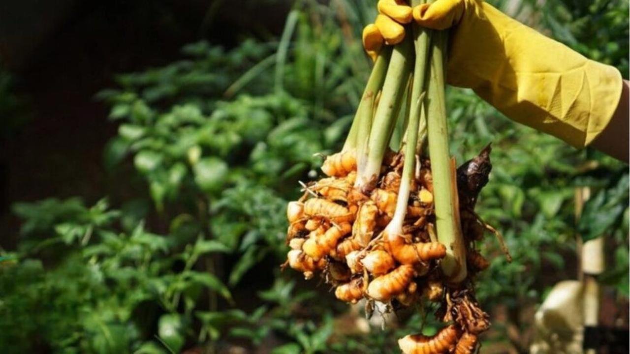 Temu Lawak Si Rimpang Ajaib yang Dekat dengan Kehidupan Kamu