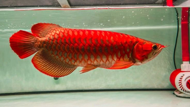 Cara Merawat Ikan Arwana Agar Tetap Sehat